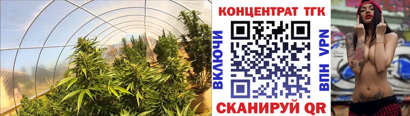 mega сайт  Ветлуга  ТГК концентрат 